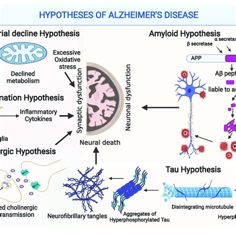 Understanding the Amyloid Hypothesis in Alzheimer's Disease.